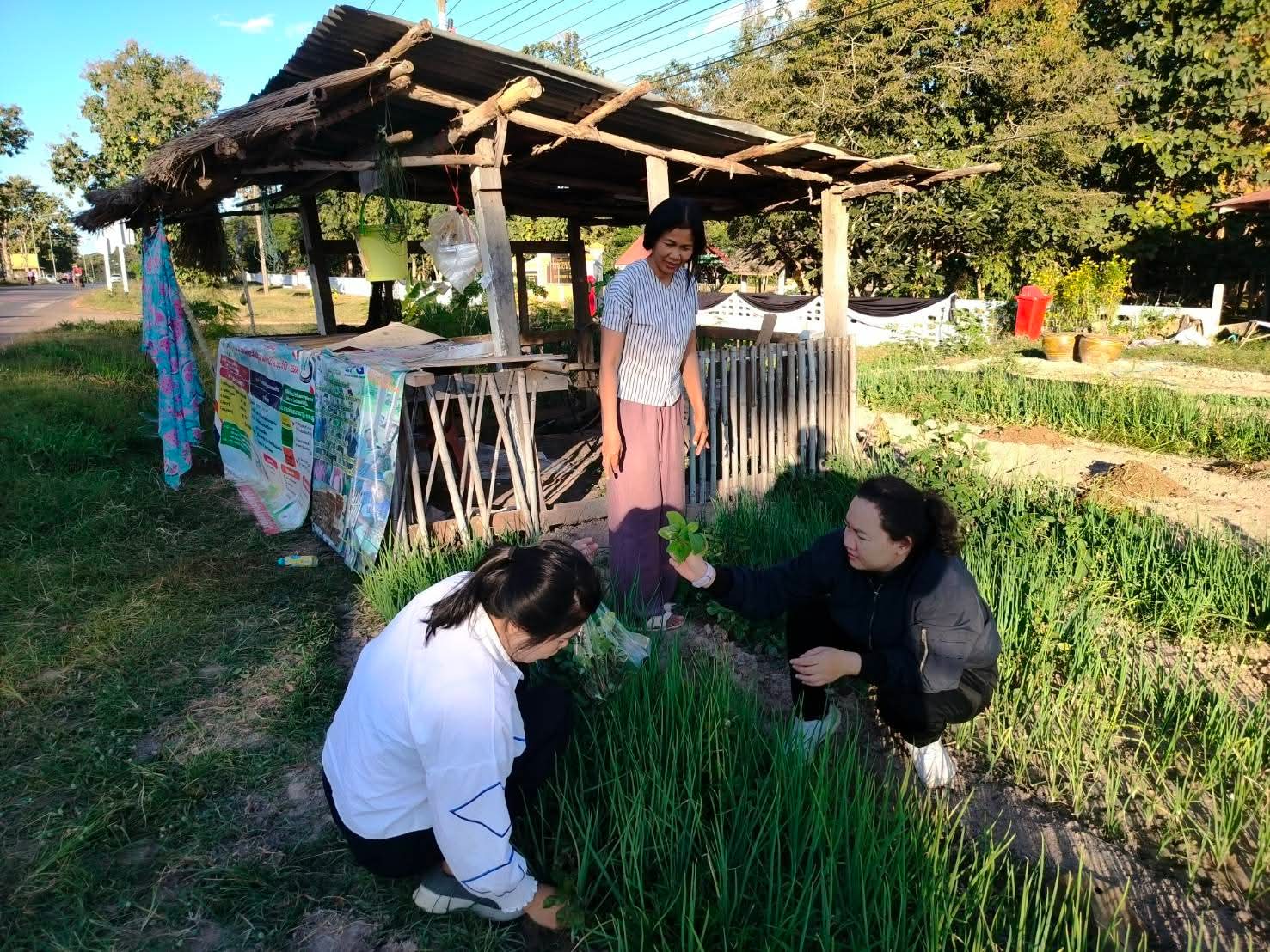 พช.ดงหลวง : ขับเคลื่อนกิจกรรม “ผู้นำต้องทำก่อน” ส่งเสริมการปลูกพืชผักสวนครัว รั้วกินได้